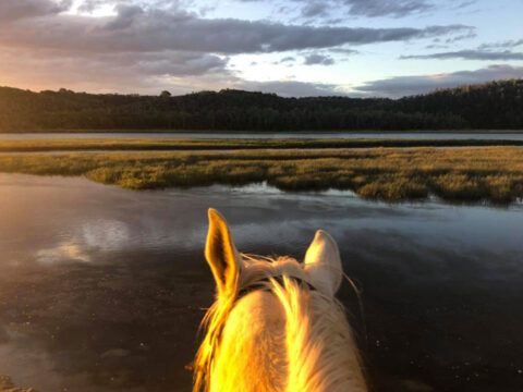 River Rides - Beach Horse Rides | Horse Safaris | Beachcomber Horse Trails